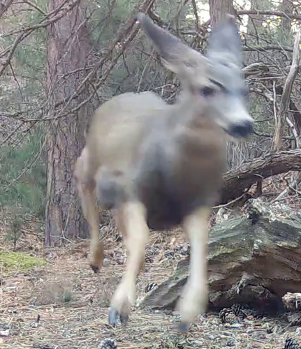 Mule Deer photographed in Nebraska