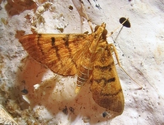 Omiodes indicata