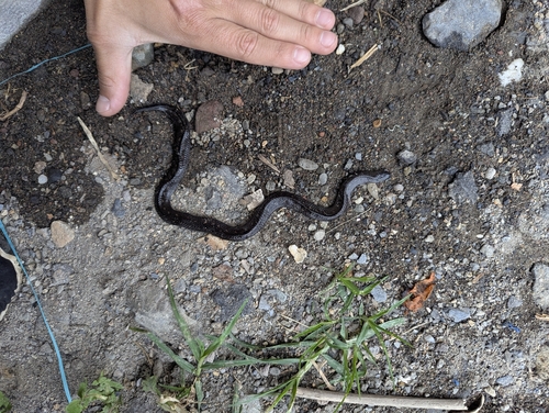 Atractus duboisi