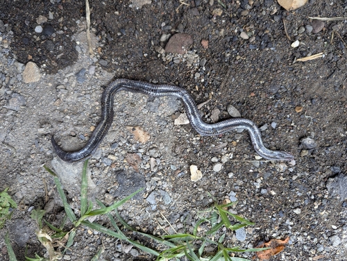 Atractus duboisi