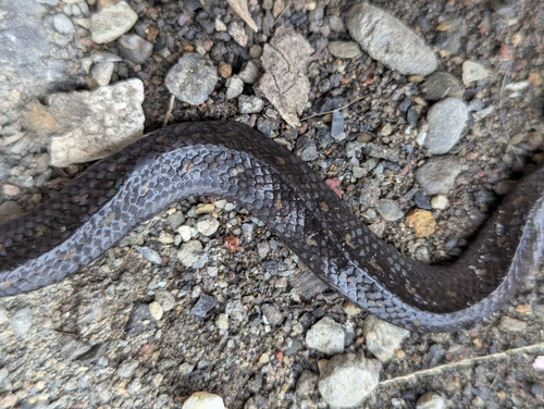 Atractus duboisi