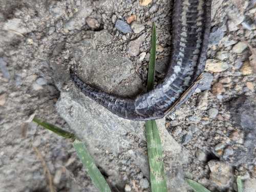 Atractus duboisi
