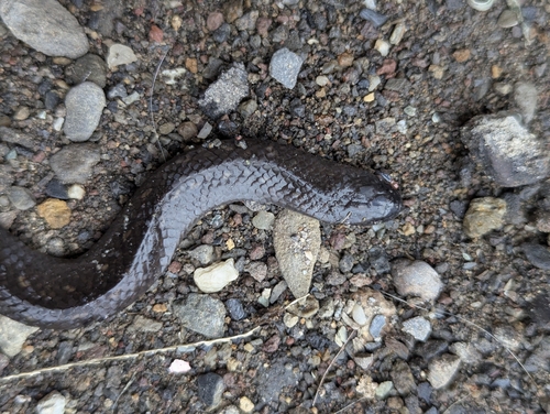 Atractus duboisi