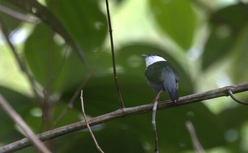 White-bearded Manakin