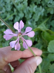 Silene colorata