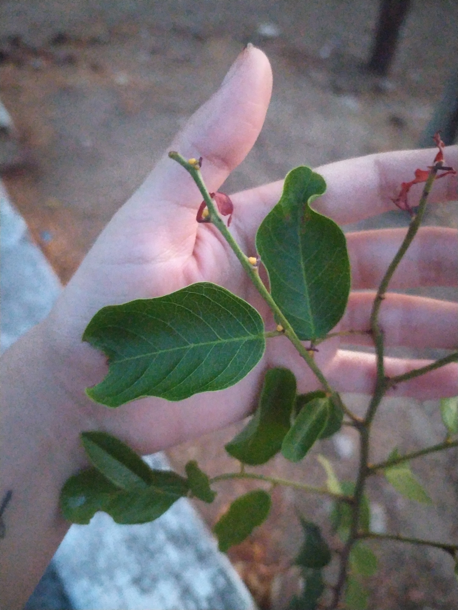 Cynophalla flexuosa