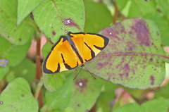 Symmachia titiana