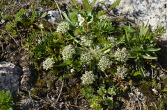 Schulzia albiflora