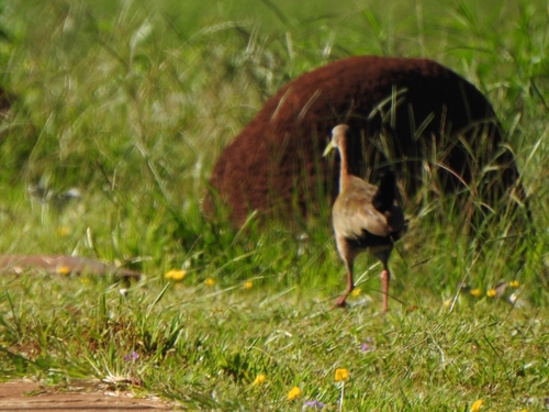 Giant Wood Rail (Aramides ypecaha), photo 4