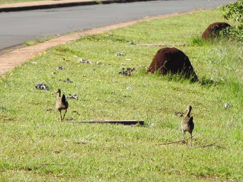 Giant Wood Rail (Aramides ypecaha), photo 5