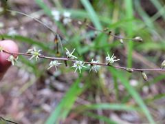 Cordyline pumilio