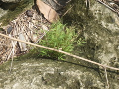 Pogonatherum crinitum