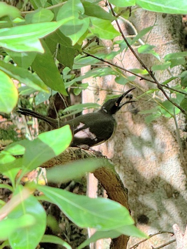 Grey Trembler (Cinclocerthia gutturalis), photo 7