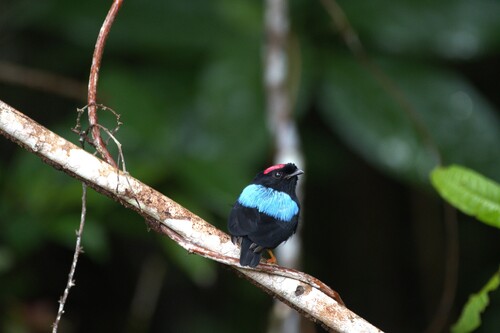 Blue-backed Manakin