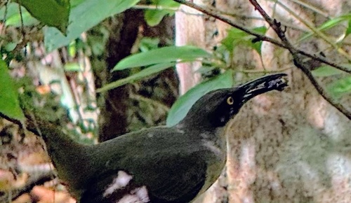 Grey Trembler (Cinclocerthia gutturalis), photo 8