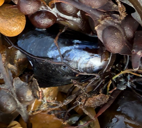 Mytilus edulis