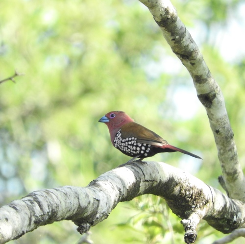 Pink-throated Twinspot (Hypargos margaritatus), photo 5
