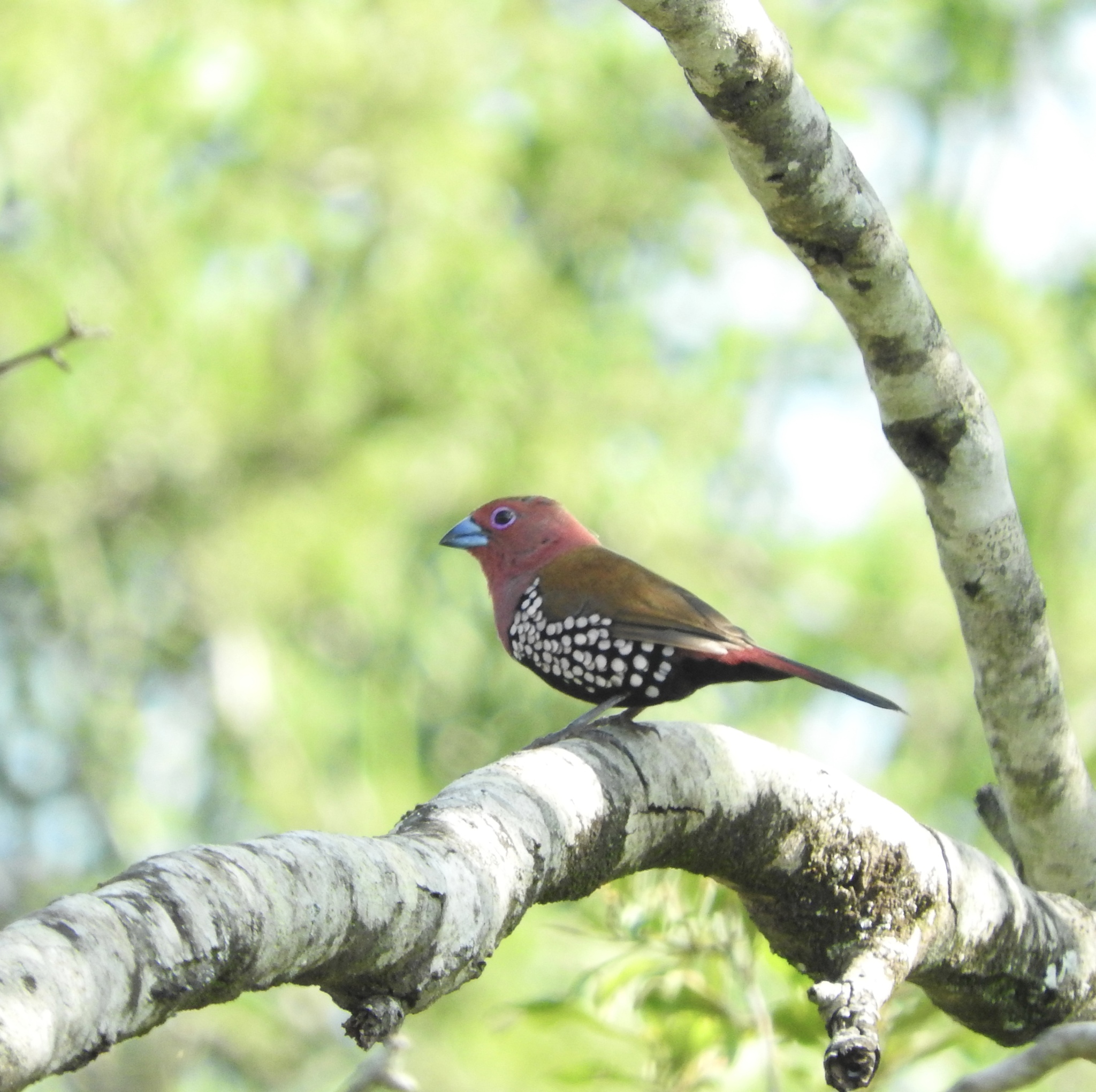 Pink-throated Twinspot illustration