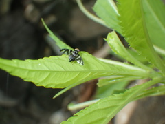 Pogonatherum crinitum
