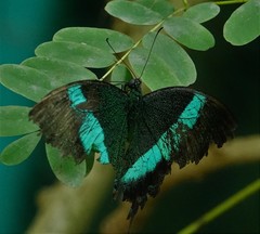 Papilio palinurus daedalus