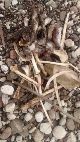 Anseriformes
