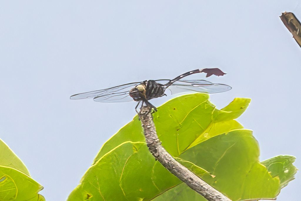 Phyllogomphus aethiops