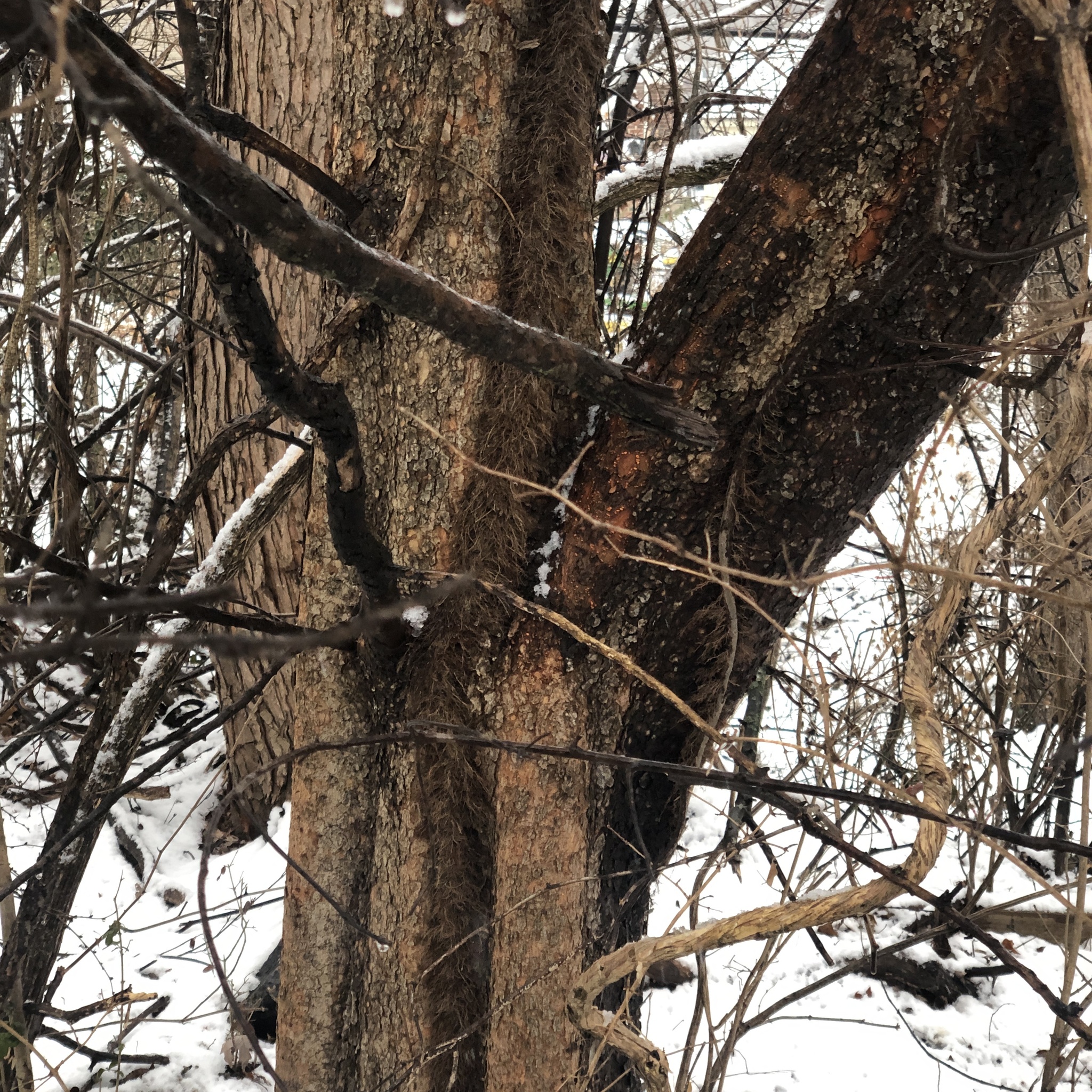 Chinese Elm (Ulmus parvifolia Todd)