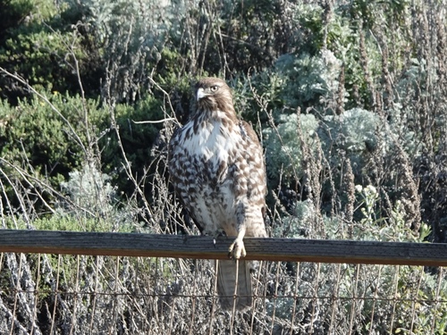 Red-tailed Hawk