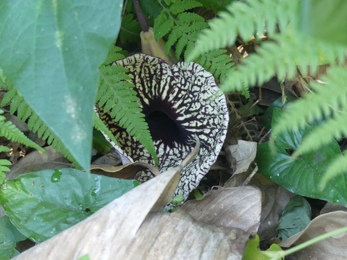 Aristolochia grandiflora, photograph 3