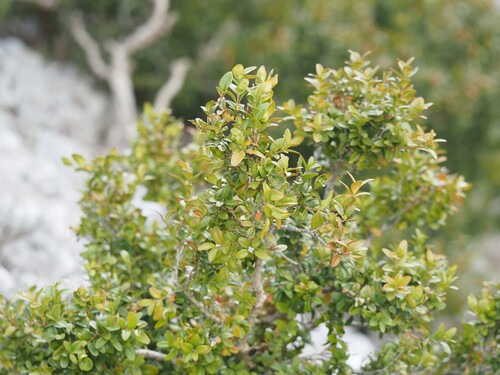 Buxus sempervirens