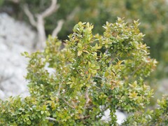 Buxus sempervirens