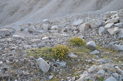 Dasiphora phyllocalyx