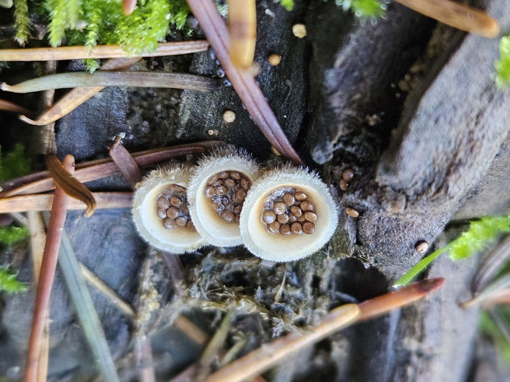 Nidula niveotomentosa · November 2025 · photo: © marilynneb (iNaturalist, cc-by-nc)