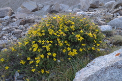 Dasiphora phyllocalyx