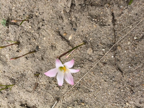 Zephyranthes cearensis, photograph 5