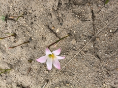 Zephyranthes cearensis, photograph author not stated, no rights reserved