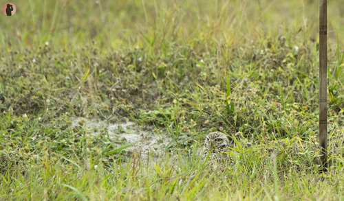 View observation of {o.common_name} on iNaturalist