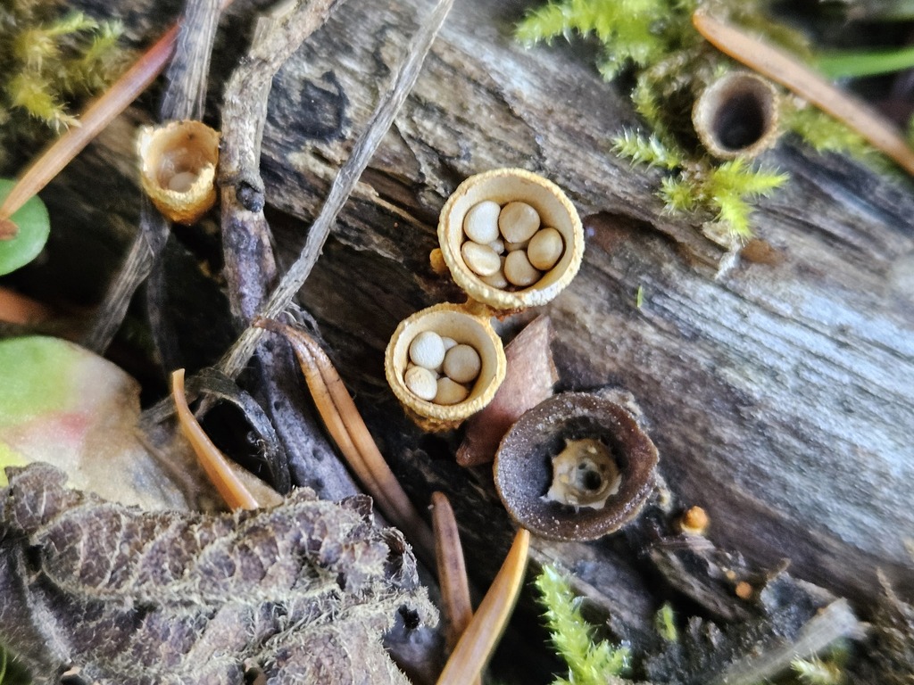 Crucibulum laeve · November 2025 · photo: © marilynneb (iNaturalist, cc-by-nc)