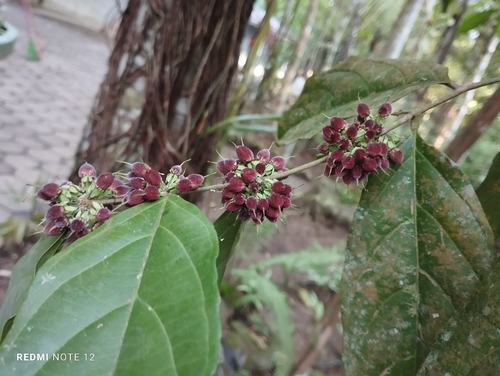 Piparea multiflora observed 2026-01-12