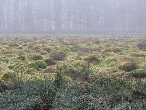 背视图图像 - teddydolstra