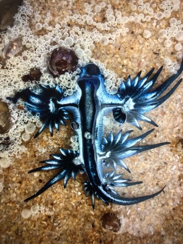 Glaucus atlanticus