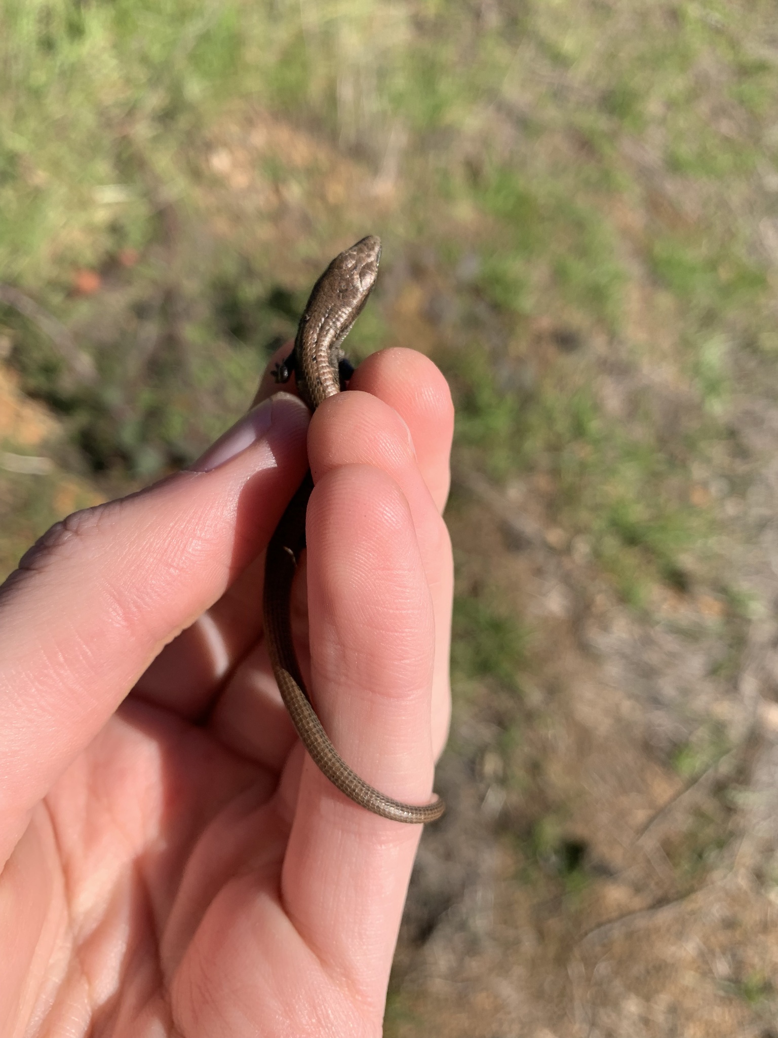 Elgaria multicarinata (Blainville, 1835)