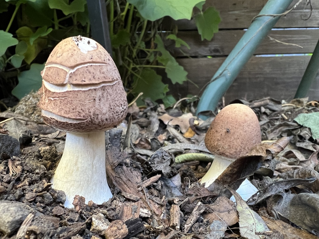 Chlorophyllum rhacodes · January 2026 · photo: © hydrocycler (iNaturalist, cc-by)