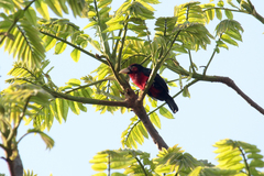 Lybius bidentatus