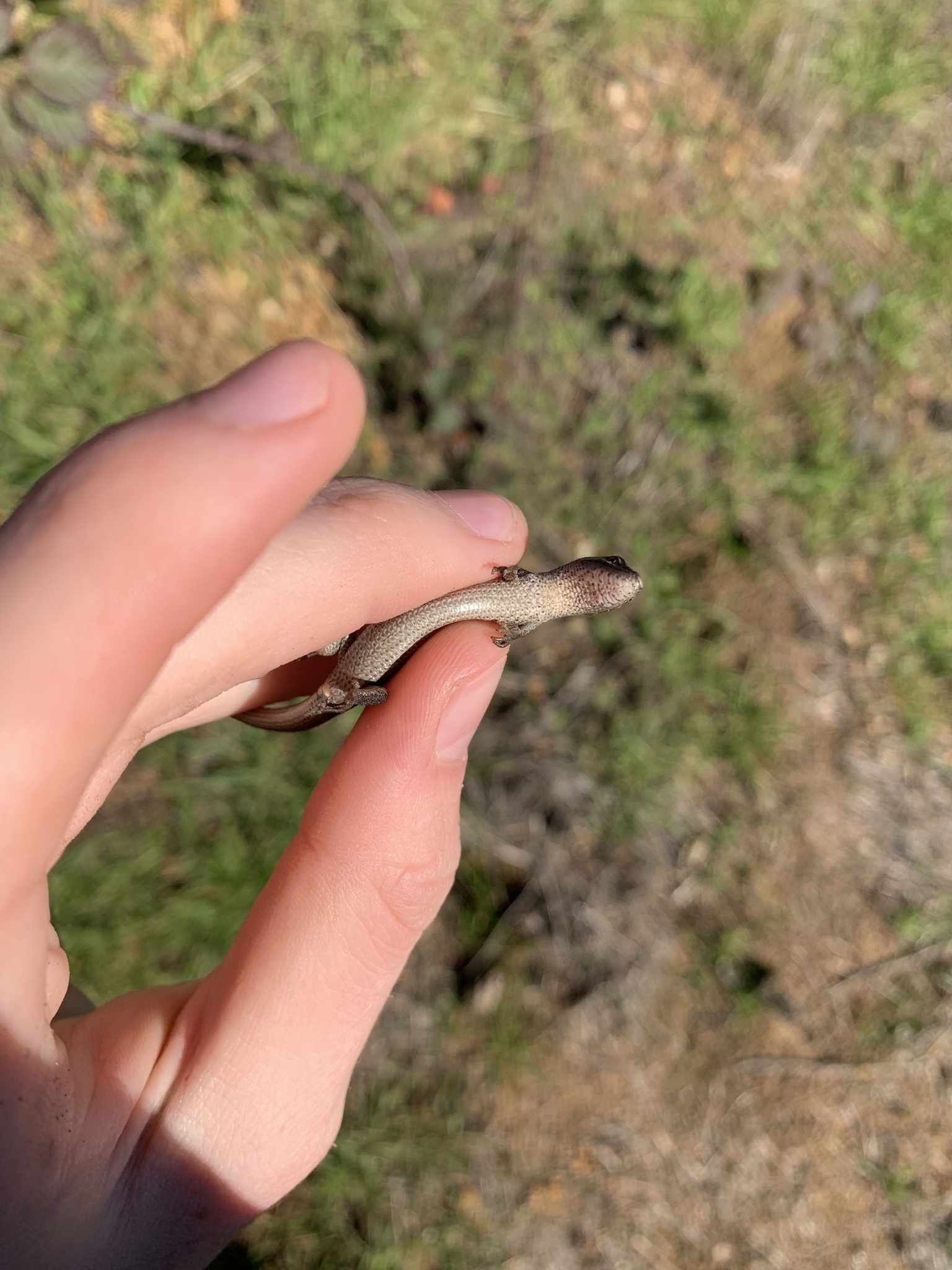 Elgaria multicarinata (Blainville, 1835)