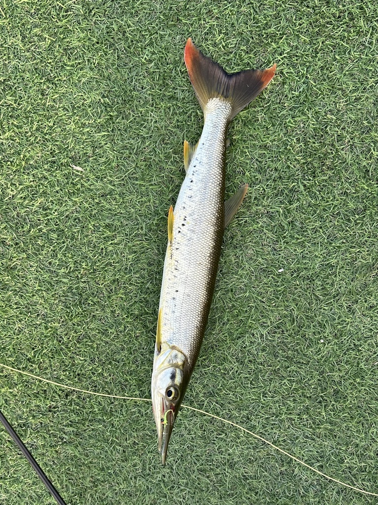 Pike characin (Boulengerella cuvieri) — Ctenoluciidae