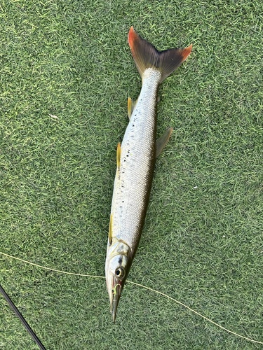 Pike characin (Boulengerella cuvieri) — Ctenoluciidae