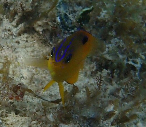 Honey damselfish (Stegastes diencaeus) — Pomacentridae — 5