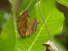 Consul fabius cecrops