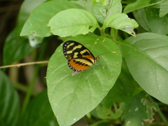 Mechanitis polymnia lycidice